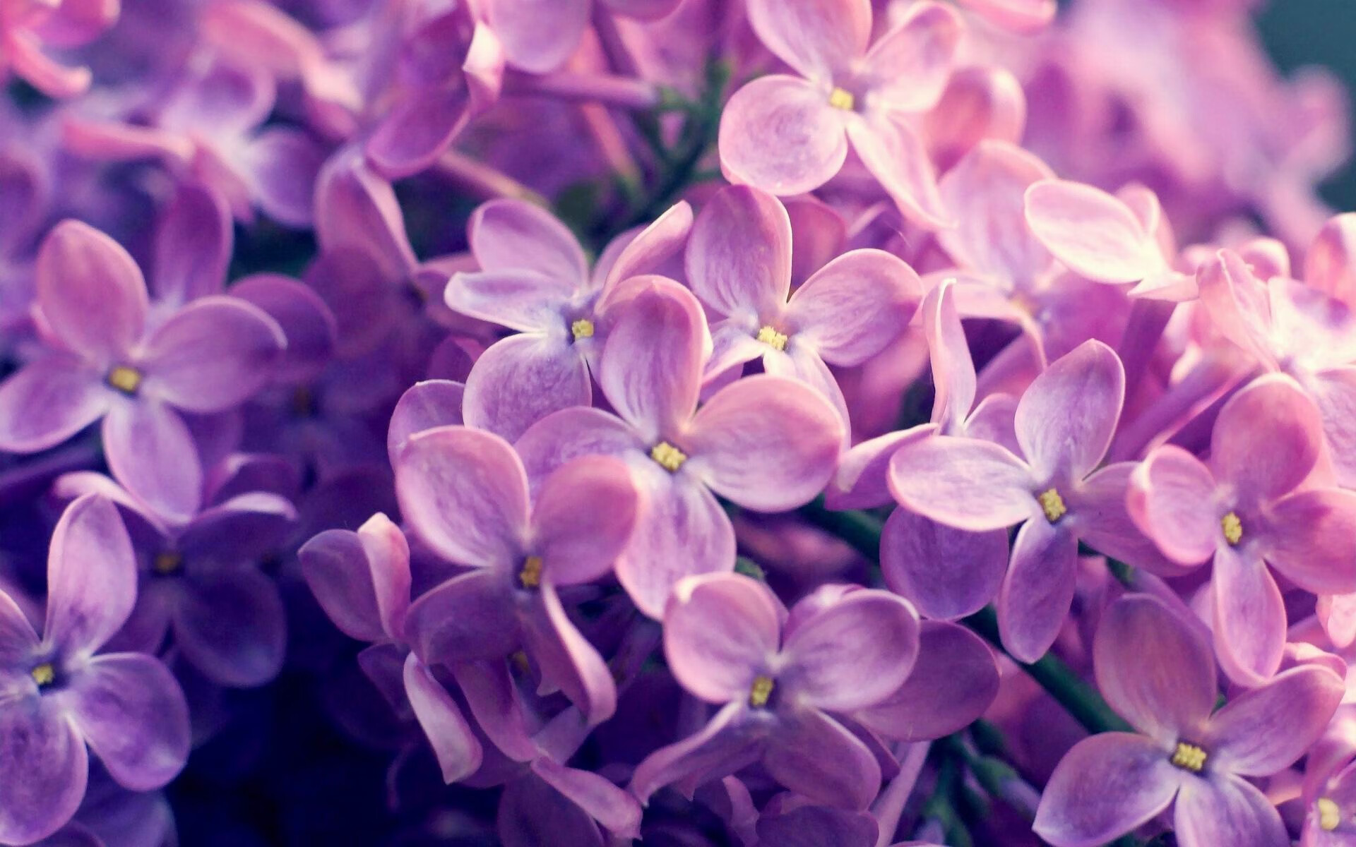 熊猫体育在线-西亚卡姆中距离投篮手感火热，西亚卡姆2021集锦